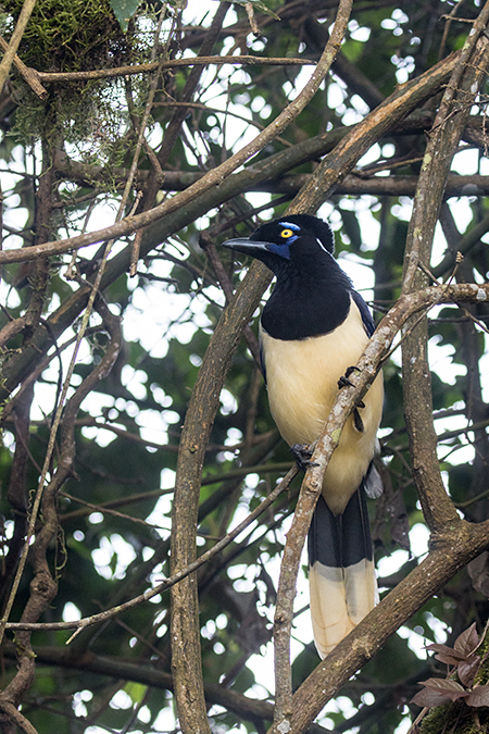 Plush-crested Jay, Parque Nacional do Iguau, Brazil