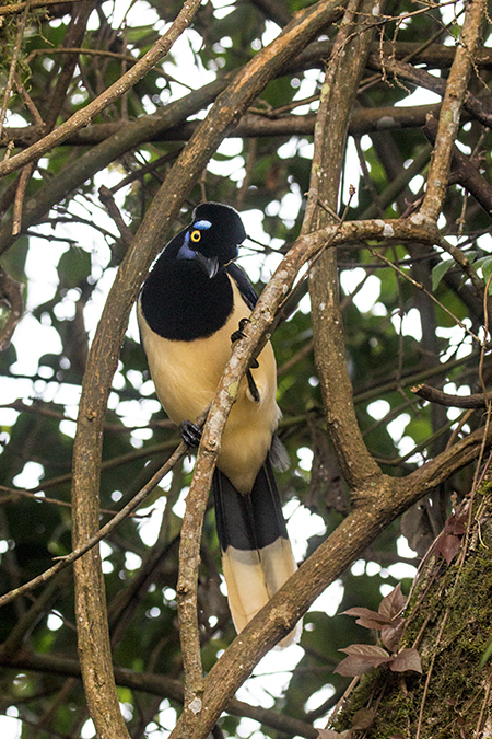 Plush-crested Jay, Parque Nacional do Iguau, Brazil