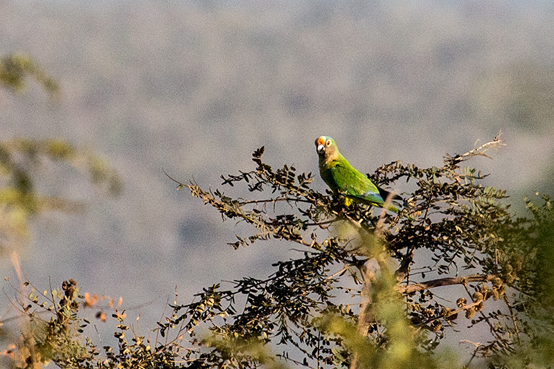 Peach-fronted Parakeet gua Fria Dirt Road, Brazil