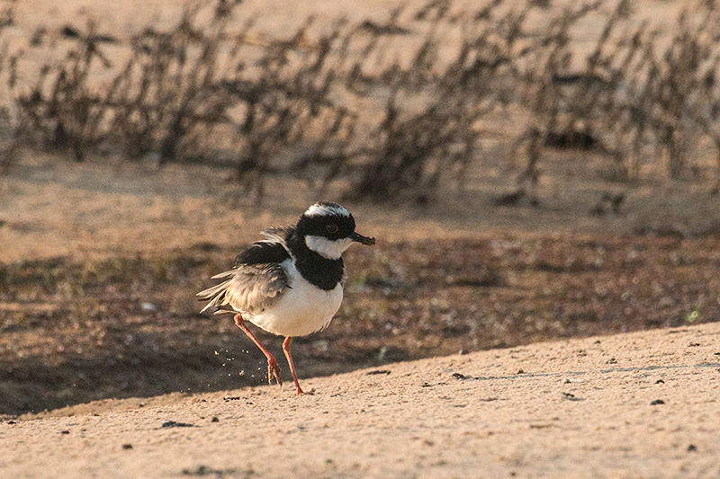 Pied Lapwing, Cuiab River, Porto Jofre, Brazil 