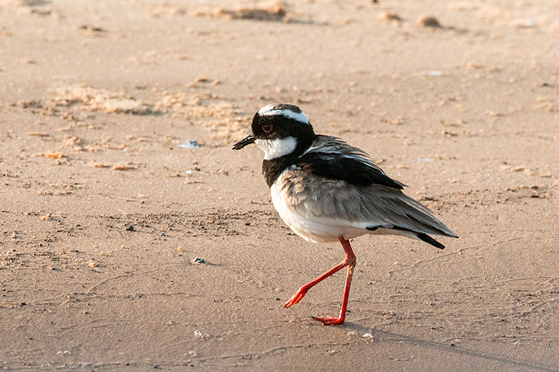 Pied Lapwing, Cuiab River, Porto Jofre, Brazil 