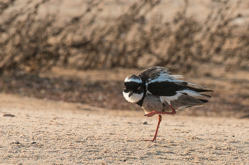 Pied Lapwing, Cuiab River, Porto Jofre, Brazil 