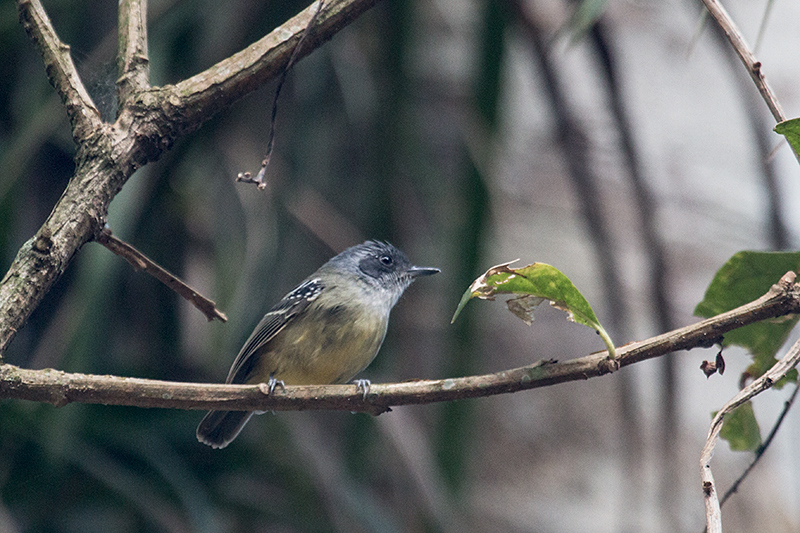 Plain Antvireo, Parque Nacional do Itatiaia, Brazil