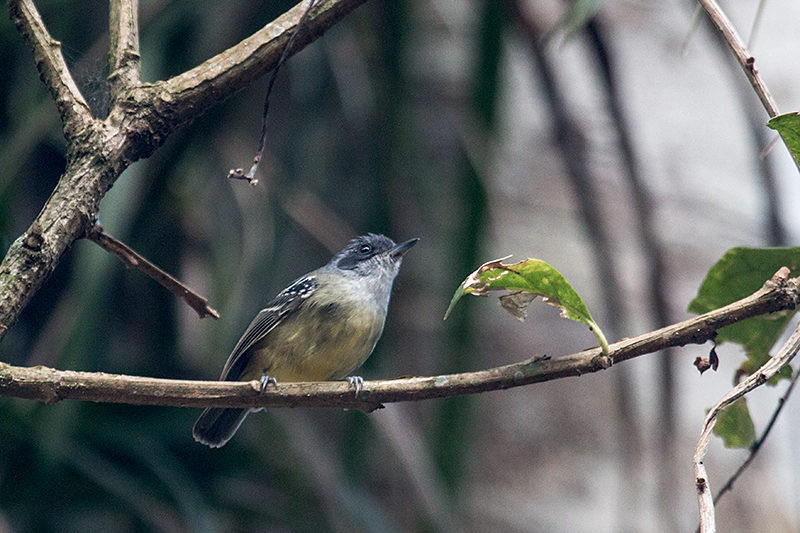 Plain Antvireo, Parque Nacional do Itatiaia, Brazil