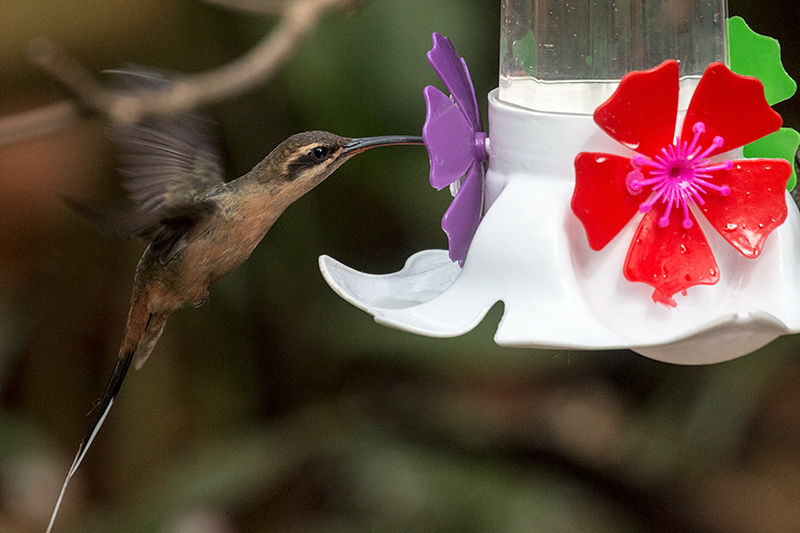 Planalto Hermit, Jardin de los Picaflores, Puerto Iguaz, Argentina