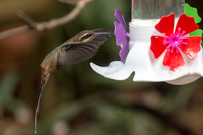 Planalto Hermit, Jardin de los Picaflores, Puerto Iguaz, Argentina