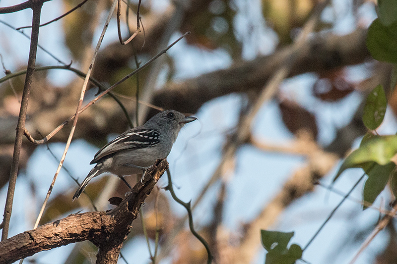 Planalto Slaty-Antshrike, Piuval Lodge, Brazil 