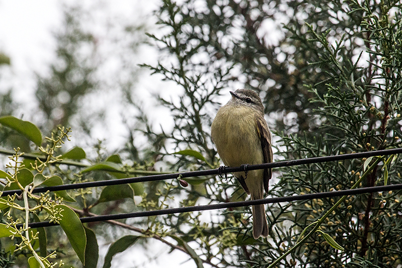 Planalto Tyrannulet, en route So Gotardo to Ubatuba, Brazil