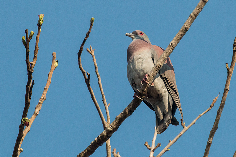 Pale-vented Pigeon, Transpantaneira Highway, Brazil 