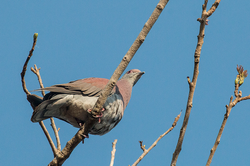 Pale-vented Pigeon, Transpantaneira Highway, Brazil 