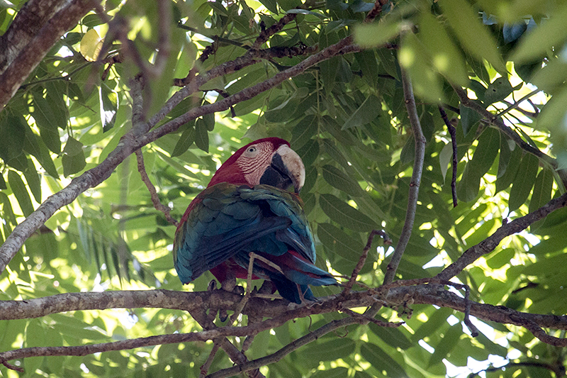 Red and Green Macaw, Pousada Currupira das Araras, Brazil