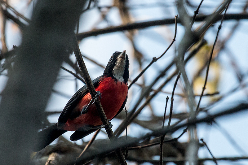 Rose-breasted Chat, Pousada Jardim da Amazonia, Brazil