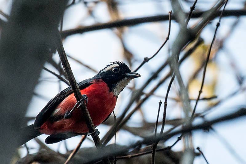 Rose-breasted Chat, Pousada Jardim da Amazonia, Brazil