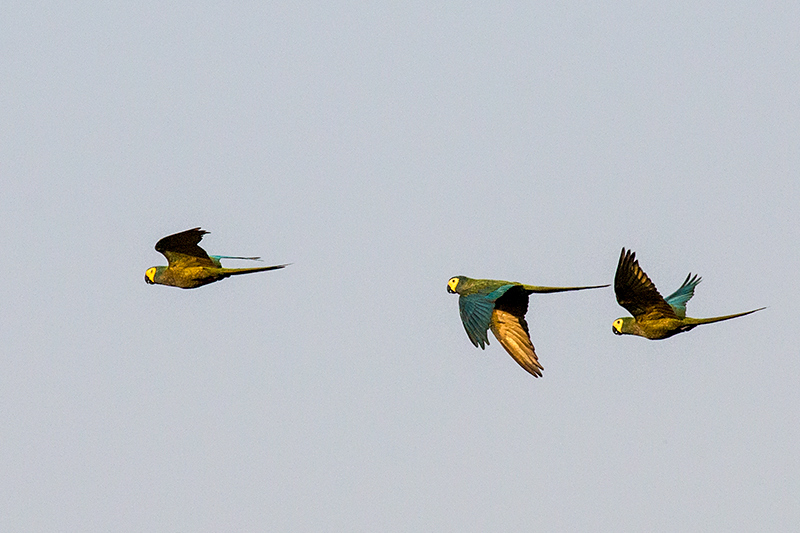 Red-bellied Macaw, Near Pousada Jardim da Amazonia, Brazil