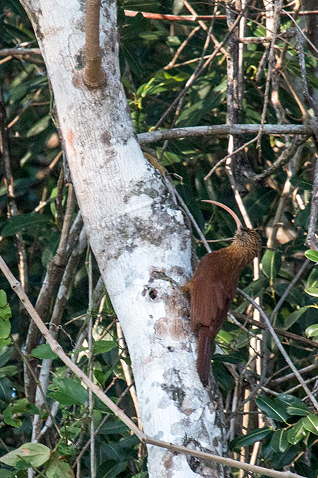 Red-billed Scythebill, Cuiab River, Porto Jofre, Brazil 