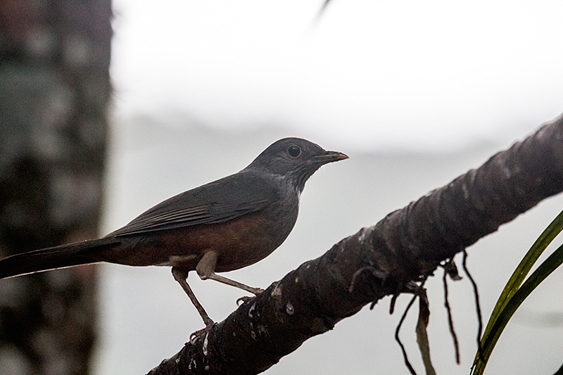 Rufous-bellied Thrush, en route Caraguatatuba to Ubatuba, Brazil