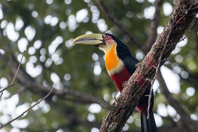 Red-breasted Toucan (Green-billed Toucan), Hotel do Ype,  Parque Nacional do Itatiaia, Brazil