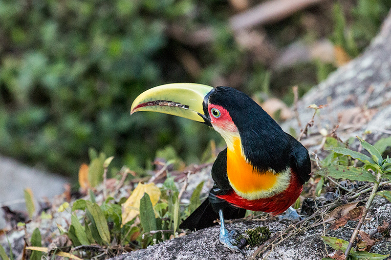 Red-breasted Toucan (Green-billed Toucan), Hotel do Ype,  Parque Nacional do Itatiaia, Brazil