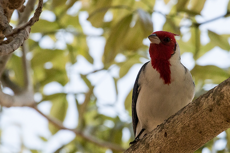 Red-crested Cardinal, Piuval Lodge, Brazil