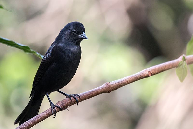 Male Ruby-crowned Tanager, Jardin de los Picaflores, Puerto Iguaz, Argentina