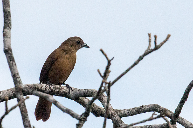 Female Ruby-crowned Tanager, Hotel do Ype,  Parque Nacional do Itatiaia, Brazil