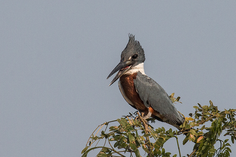 Ringed Kingfisher, Rio Negro Oxbow, Porto Jofre, Brazil 