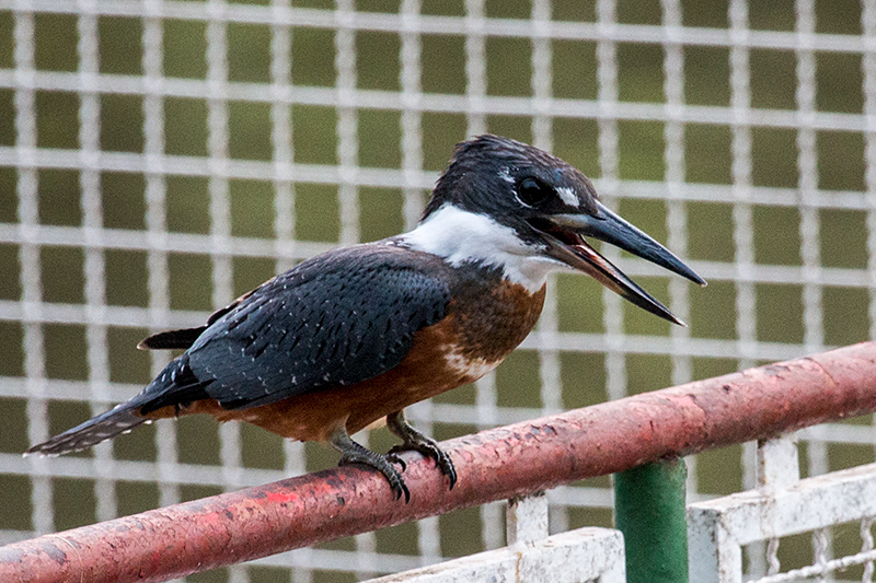 Ringed Kingfisher, Pantanal Mato Grosso Lodge, Brazil