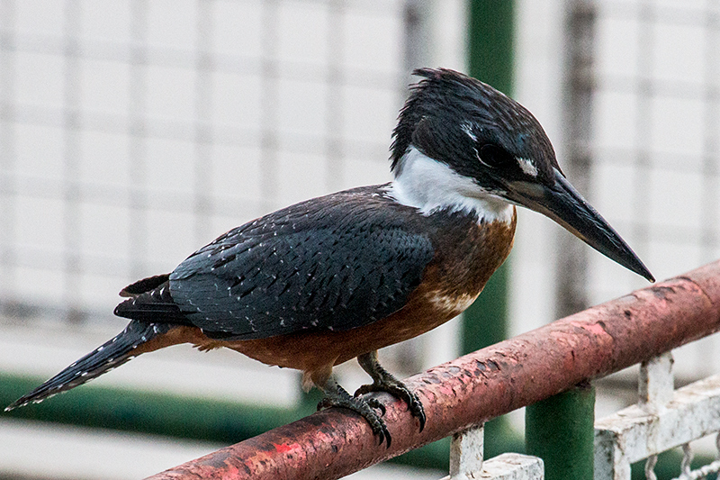 Ringed Kingfisher, Pantanal Mato Grosso Lodge, Brazil