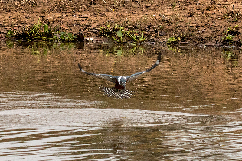 Ringed Kingfisher, Pixiam River, Brazil 