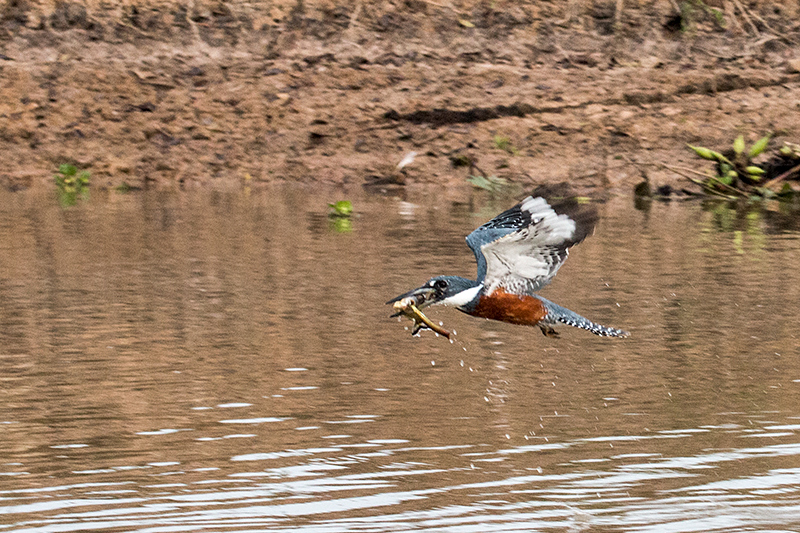 Ringed Kingfisher, Pixiam River, Brazil 