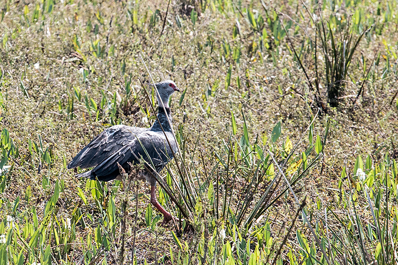 Red-Legged Seriema, Piuval Lodge, Brazil 