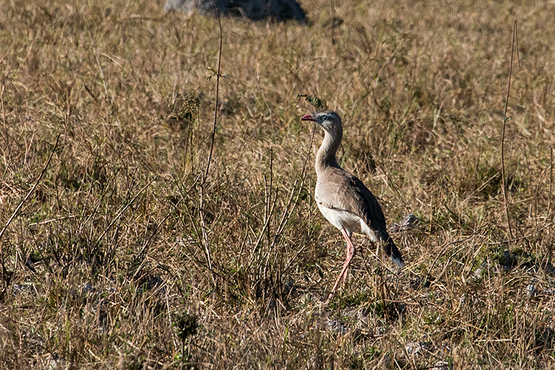 Red-Legged Seriema, Transpantaneira Highway, Brazil