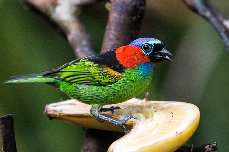 Red-necked Tanager, Jonass Feeders, Folha Seca Road, Ubatuba, Brazil