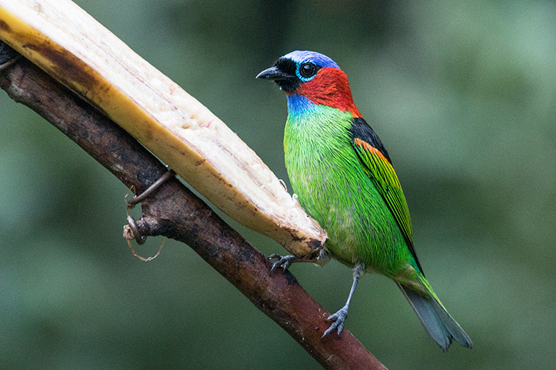 Red-necked Tanager, Jonass Feeders, Folha Seca Road, Ubatuba, Brazil