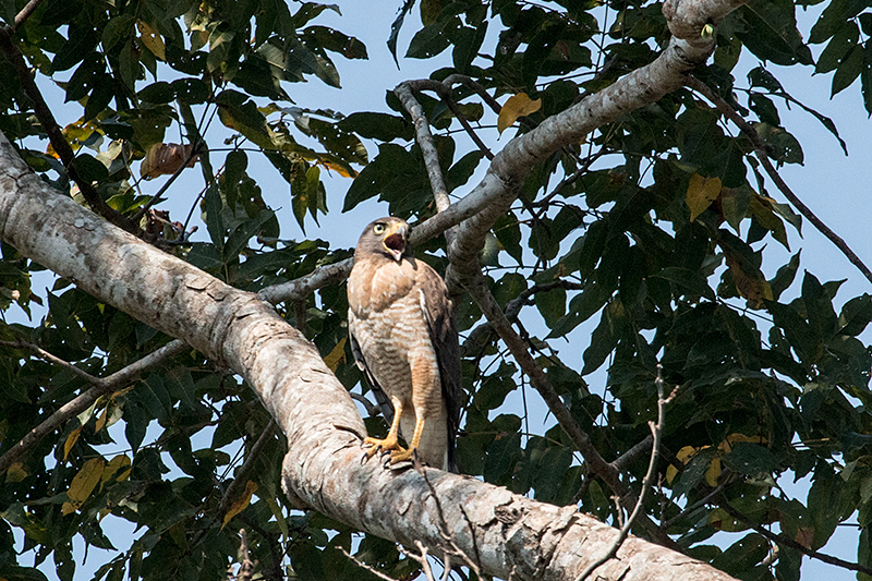 Roadside Hawk, Piuval Lodge, Brazil 