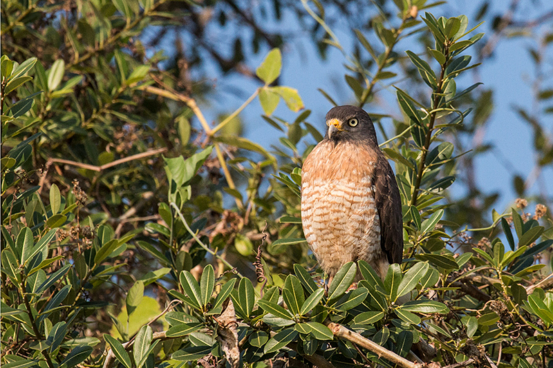 Roadside Hawk, Piuval Lodge, Brazil 