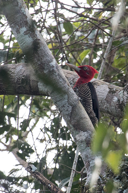 Robust Woodpecker, Iguaz National Park, Argentina