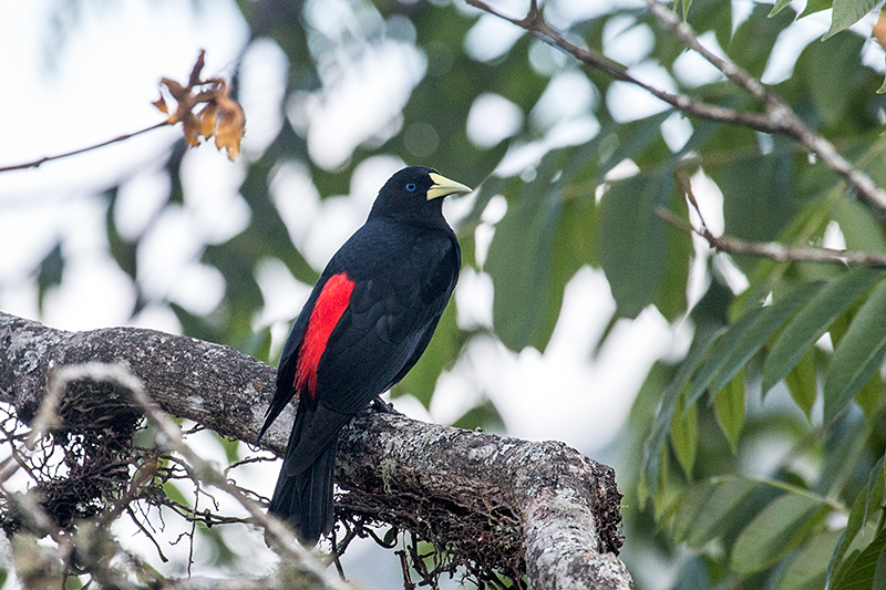 Red-rumped Cacique, Parque Nacional do Itatiaia, Brazil