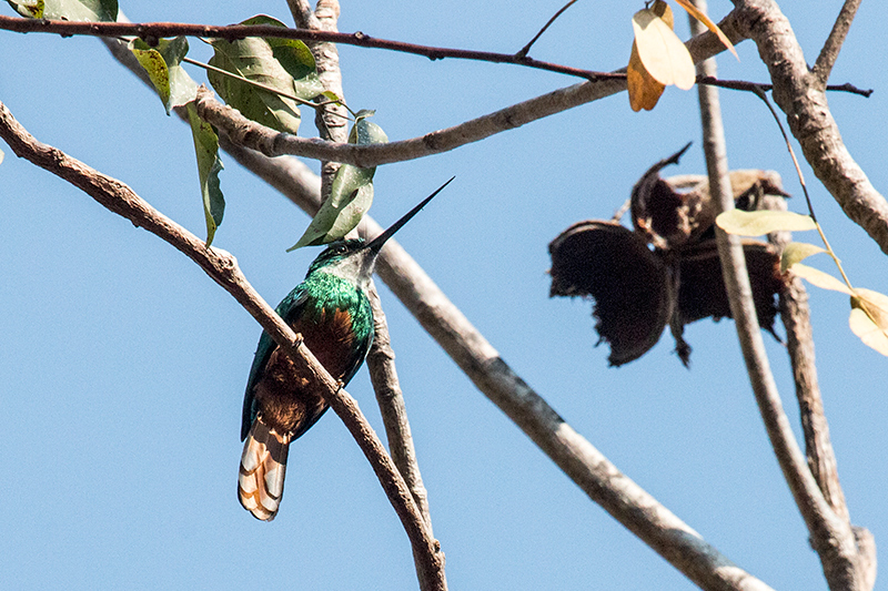 Rufous-tailed Jacamar, Piuval Lodge, Brazil 