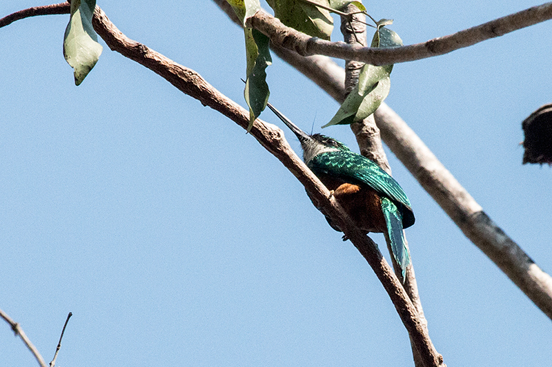 Rufous-tailed Jacamar, Piuval Lodge, Brazil 