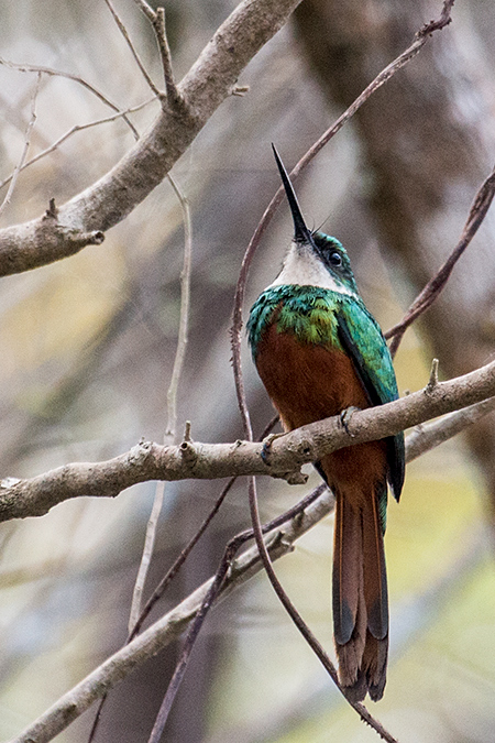 Rufous-tailed Jacamar, Hotel Pantanal Norte, Porto Jofre, Brazil 