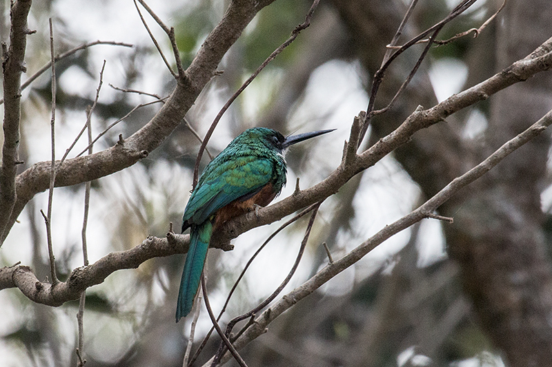 Rufous-tailed Jacamar, Hotel Pantanal Norte, Porto Jofre, Brazil 