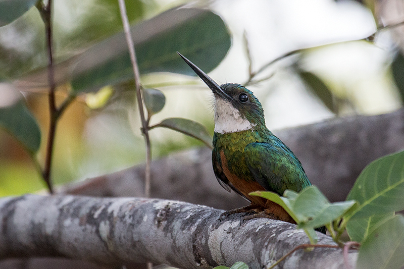 Rufous-tailed Jacamar, Pousada Jardim da Amazonia, Brazil