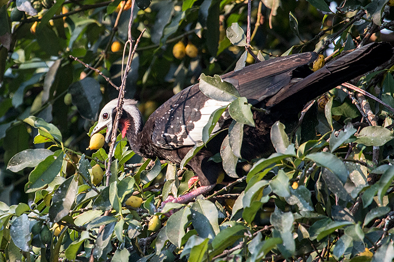 Red-throated Piping-Guan, Rio Negro Oxbow, Porto Jofre, Brazil