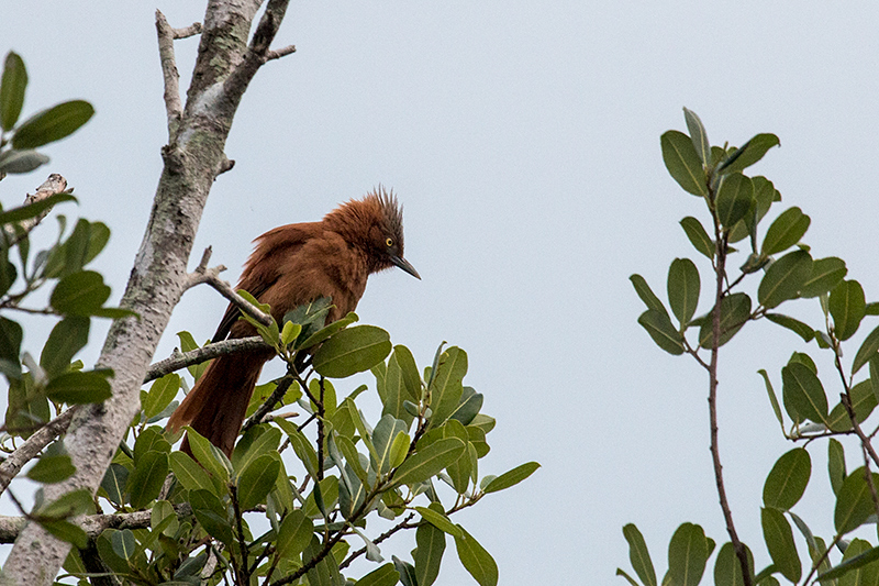 Rufous Cacholate (Gray-crested Cacholate). Hotel Pantanal Norte, Porto Jofre, Brazil