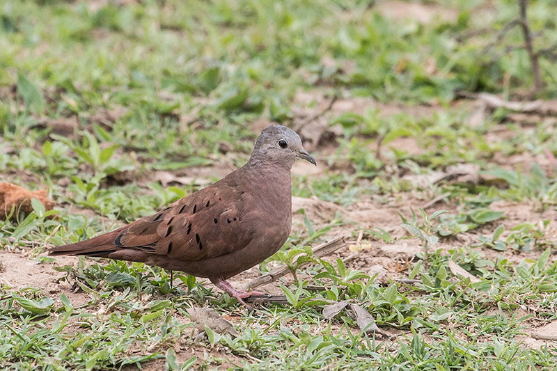 Ruddy Ground-Dove, Hotel Pantanal Norte, Porto Jofre, Brazil 