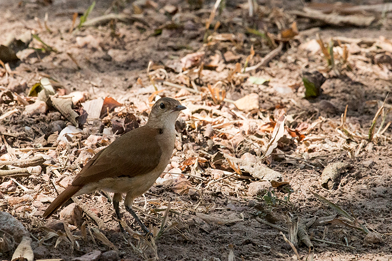 Rufous Hornero, Piuval Lodge, Brazil 