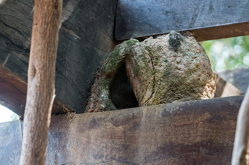 Rufous Hornero Nest, Piuval Lodge, Brazil