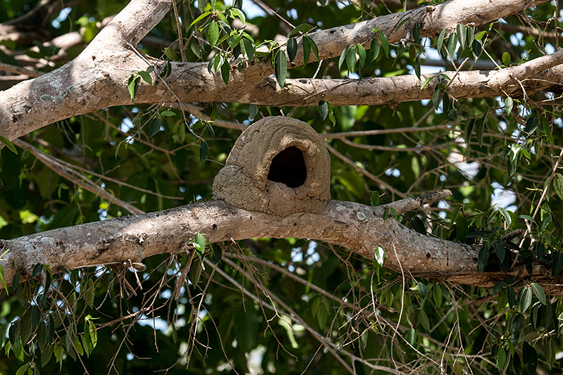 Rufous Hornero Nest, Hotel Pantanal Norte, Porto Jofre, Brazil