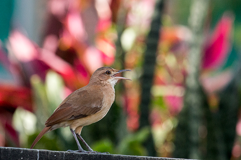 Rufous Hornero, Hotel Pantanal Norte, Porto Jofre, Brazil